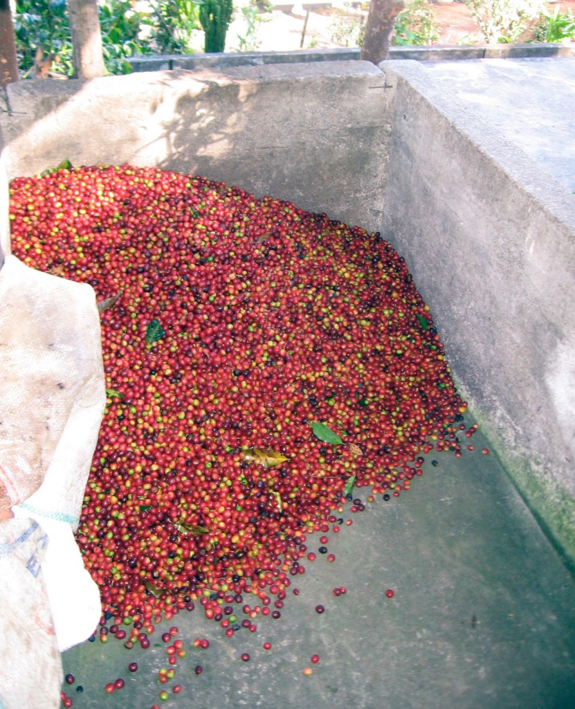 Day 4 - The Coffee beans in the process of becoming Coffee